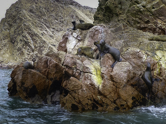 Coastal Peru, Islas Ballestas, "Baby Galapagos."Bahía Paracas, Peru