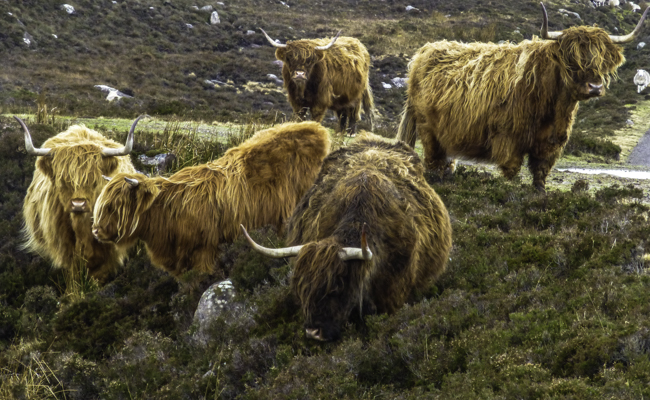 Highland cows grazing roadside, Scottish Highlands