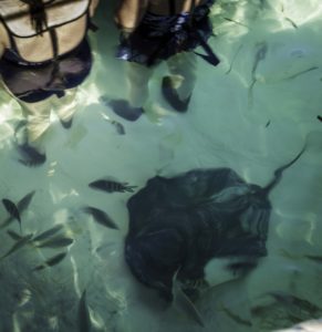 Swimming with Bat Rays, Half Moon Cay, Holland America Lines island in the Bahamas