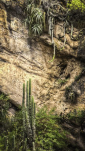 Local fauna, Pisac, Peru