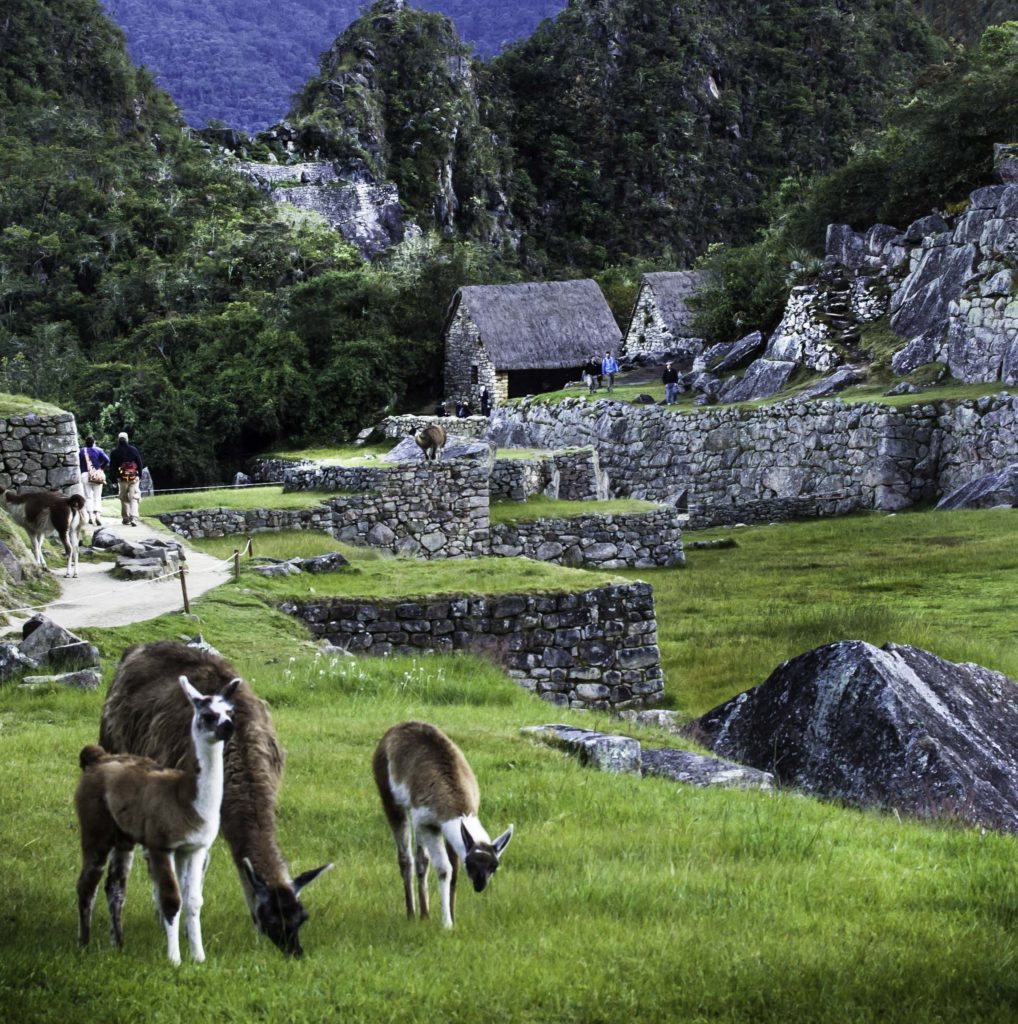 Guanacos of Machu Picchu, Road to Machu Picchu, Cusco region, Peru