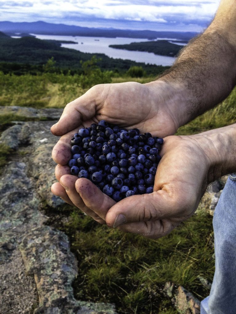 Blueberry Handful, Morse Preserve, Lake Winnipesaukee, New Hampshire