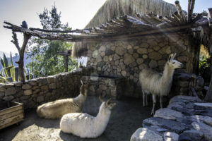 The animal symbol of Chile on Cerro Chaman, Colchagua Valley, Chile
