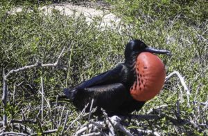 Male frigate bird balloons out his chest like a giant red tomato to attract a female, Galapagos Islands, Ecuador
