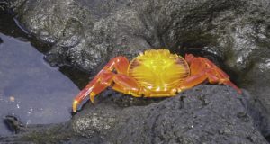 Hard to miss this flame red-orange Sally Lightfoot crab on the volcanic rock, Galapagos Islands, Ecuador 