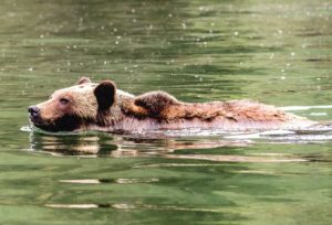 Brown Bear, Admiralty Inlet, Alaska