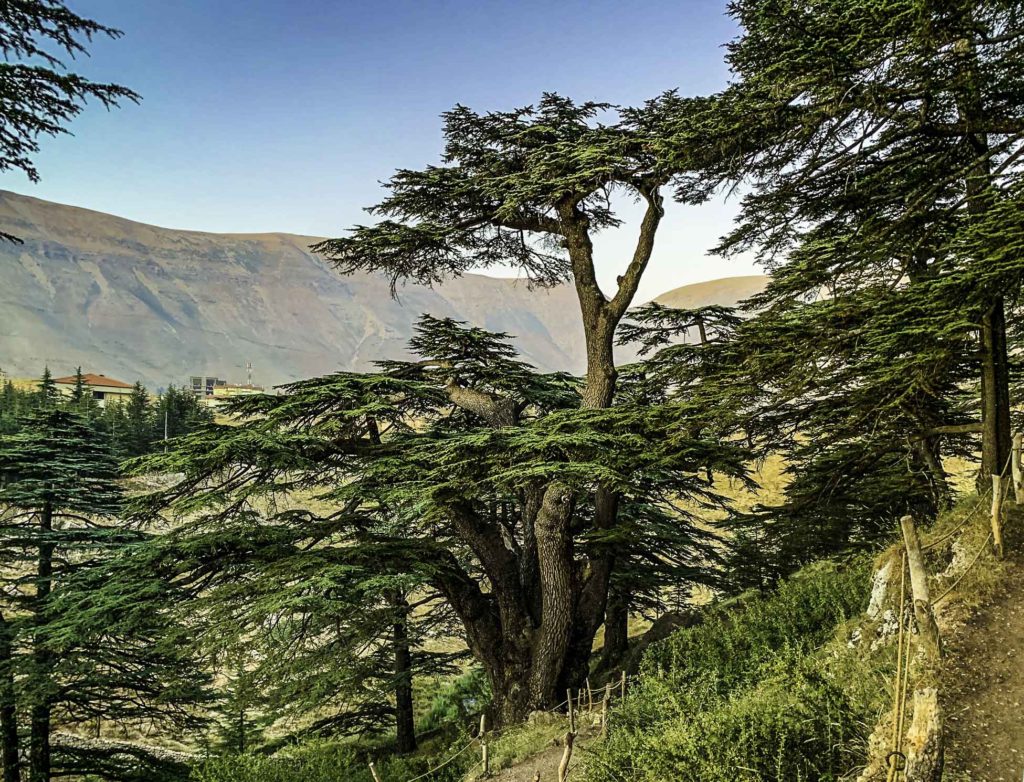 Cedars of God. The deforested Mount Lebanon Range in the background