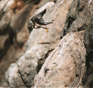 Peregrine Falcon in stoop mode, Moro Bay, California