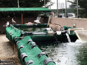 Pacific Wildlife Care center, Moro Bay, California
