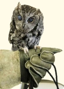 Misty, the blind ambassador Screech Owl, Pacific Wildlife Care center, Moro Bay, California