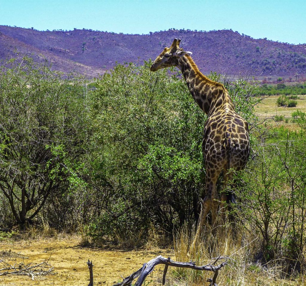 Giraffe in Pilanesberg National Park, South Africa