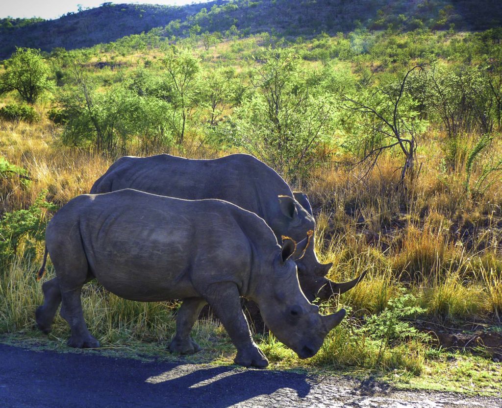 Rhinoceros in Pilanesberg National Park, South Africa