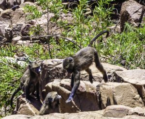 Baboons in Pilanesberg National Park, South Africa