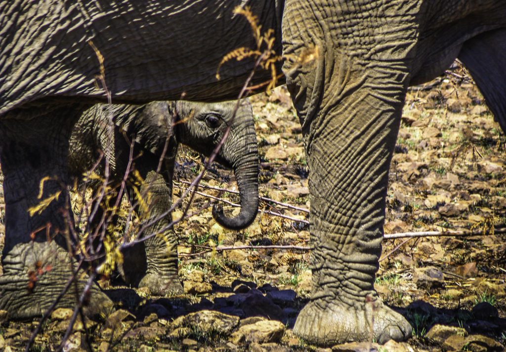 Elephant kid in Pilanesberg National Park, South Africa