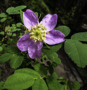 Wild rose, Alberta's provincial flower, Pyramid Mountain, Jasper National Park, Alberta, Canada