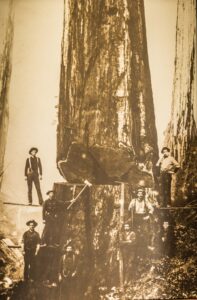 Redwood logging, Mendocino, California