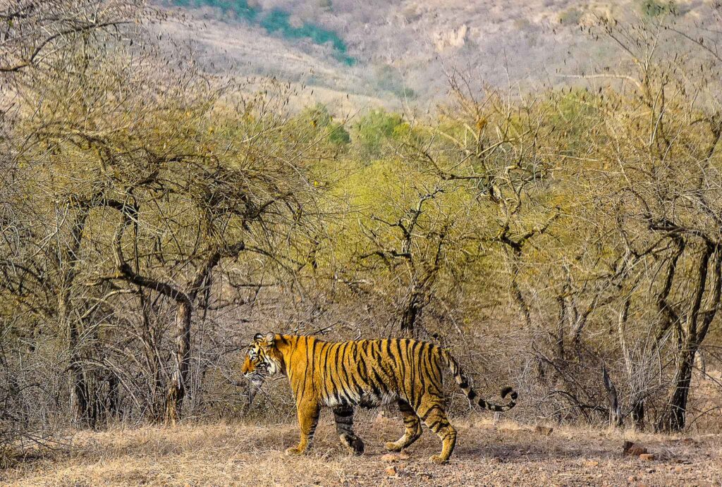 Ranthambore National Park, Rajasthan, India