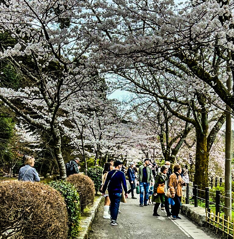 Philosophers Walk, Kyoto, Japan