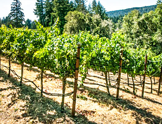 Thomas T. Thomas pinot noir vines 