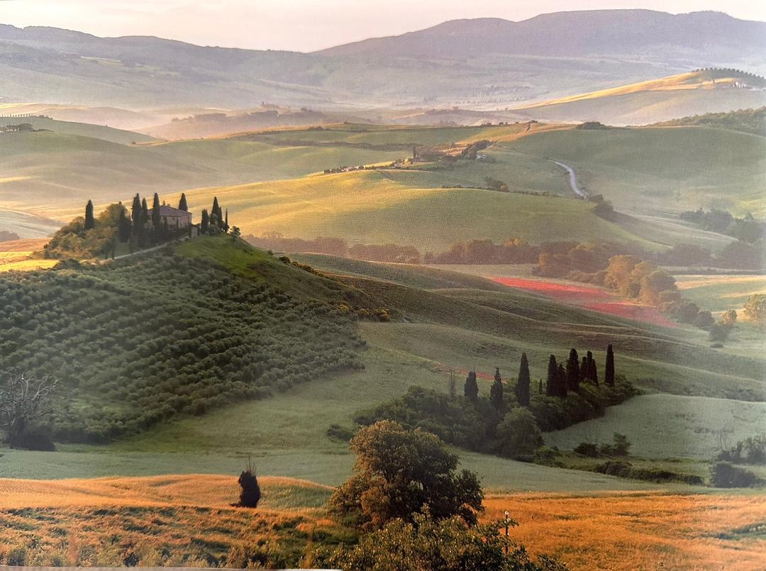 Olive Groves and Vineyards, Tuscany, Italy, 2016 (Photo: Robert Holmes)