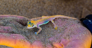 Namibian sand gecko, Walvis Bay, Namibia