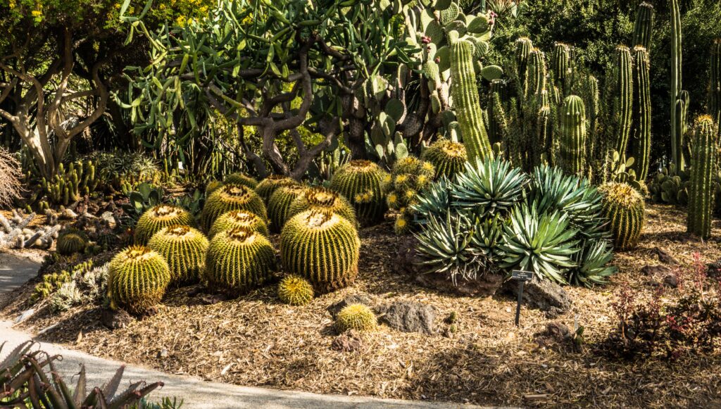 Cactus Garden, Huntington Library and Gardens, San Marino, Pasadena, California