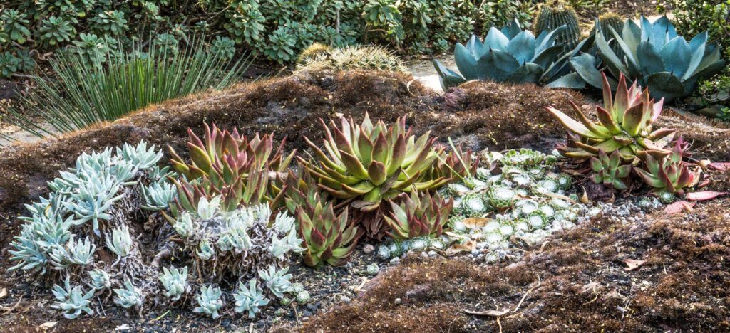 Cactus Garden, Huntington Library and Gardens, San Marino, Pasadena, California