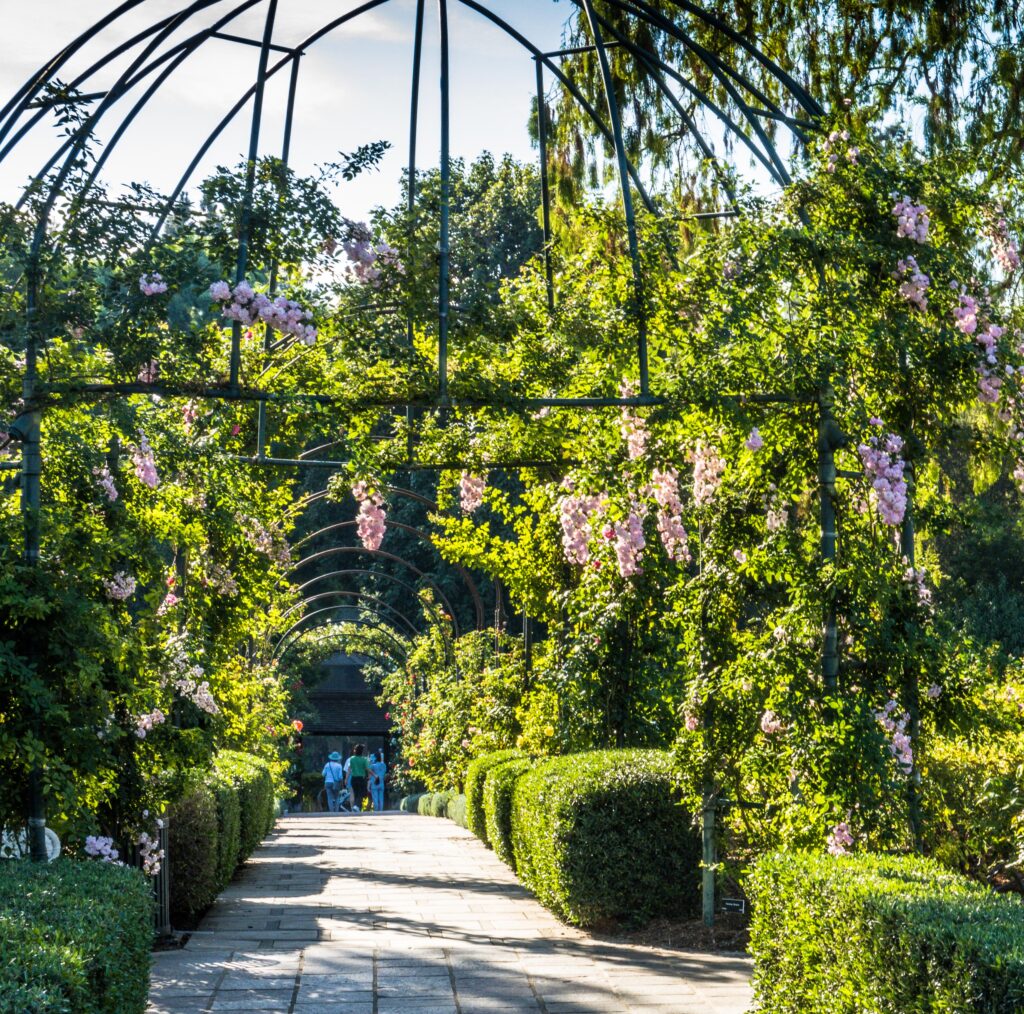 Rose Garden, Huntington Library and Gardens, San Marino, Pasadena, California