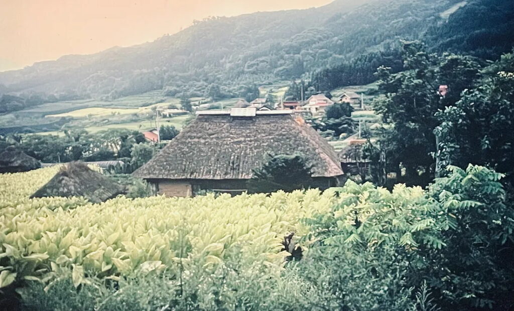 Tobacco farm, Tono