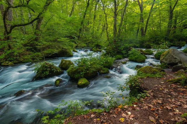 Oirase Gorge (Photo courtesy of JNTO).